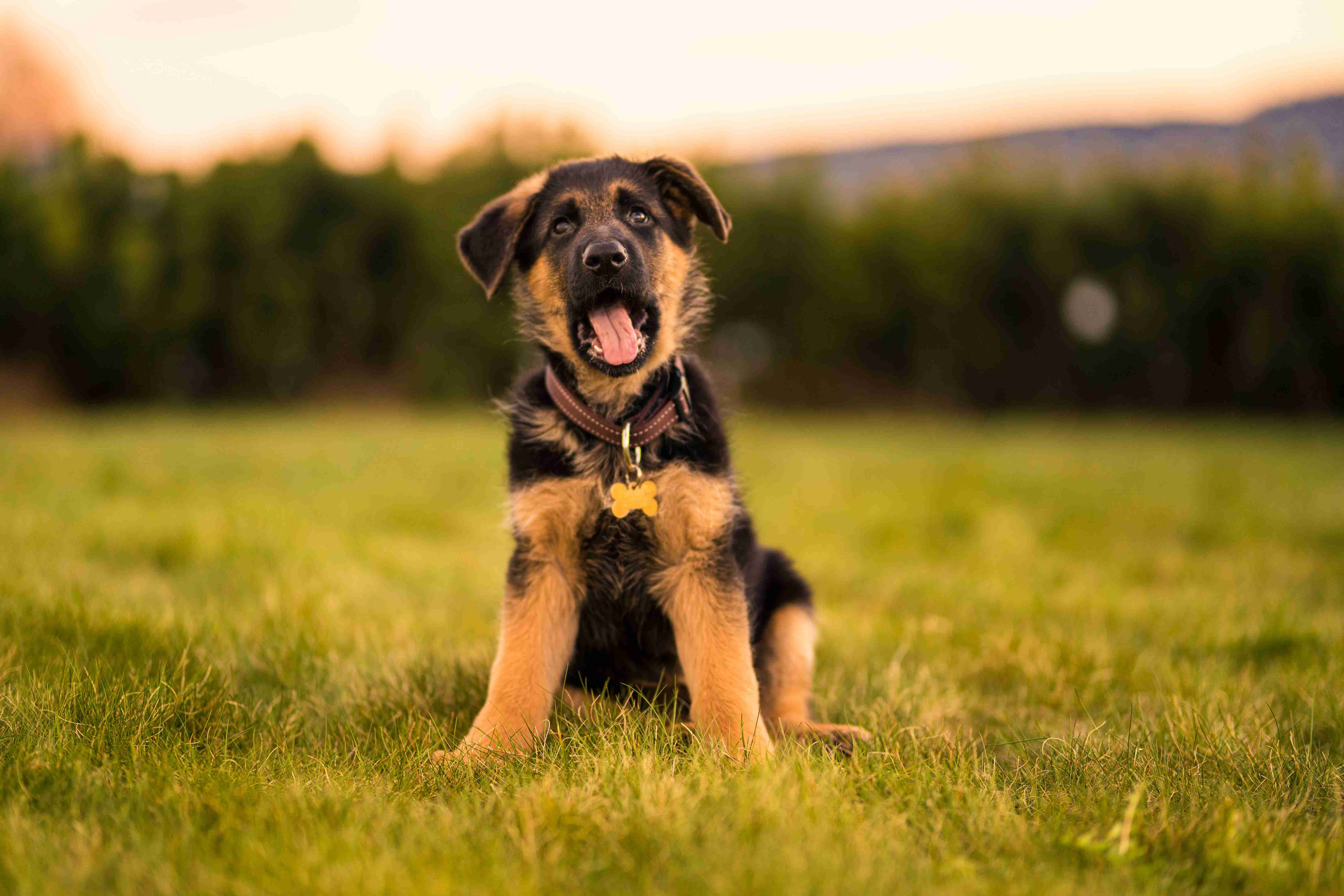 How do you introduce a German shepherd to children?